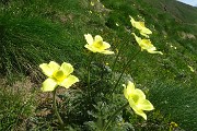 22 Fiori di pulsatilla alpina sulfurea